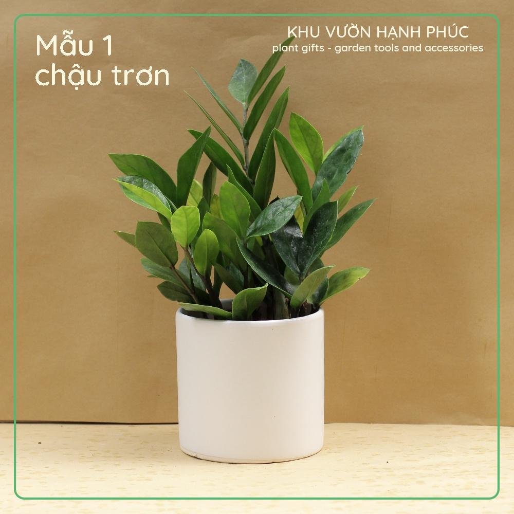 Cây Kim Tiền - Kim Phát Tài, cây để bàn văn phòng, may mắn, tài lộc (cây kèm chậu tráng men)