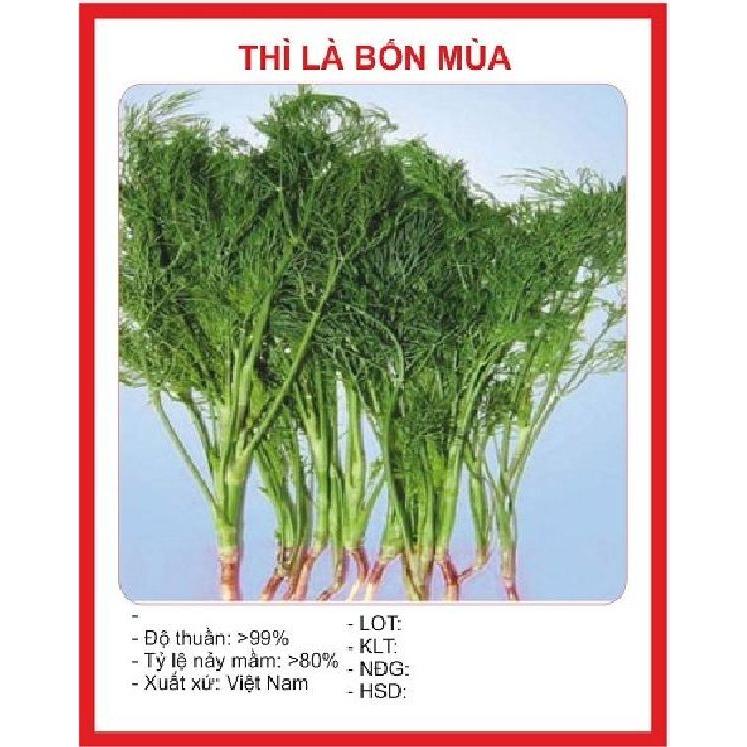 Hạt giống thì là dể trồng f1-gói 20 gram-tặng kèm gói phân bón lót