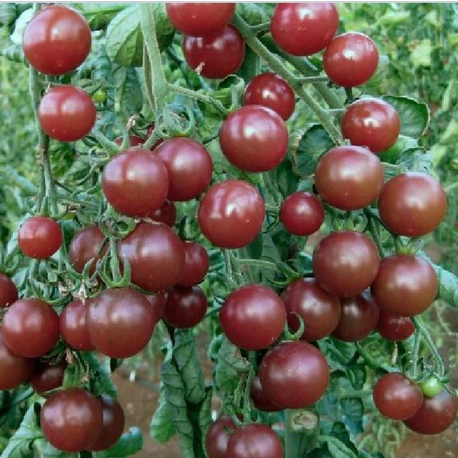 Combo 5 gói hạt giống cà chua mix loại – tặng 1 gói kích hạt nảy mầm