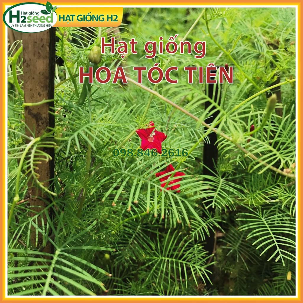 Hạt giống hoa tóc tiên mix màu - hoa tóc tiên leo giàn dễ trồng, dễ chăm sóc