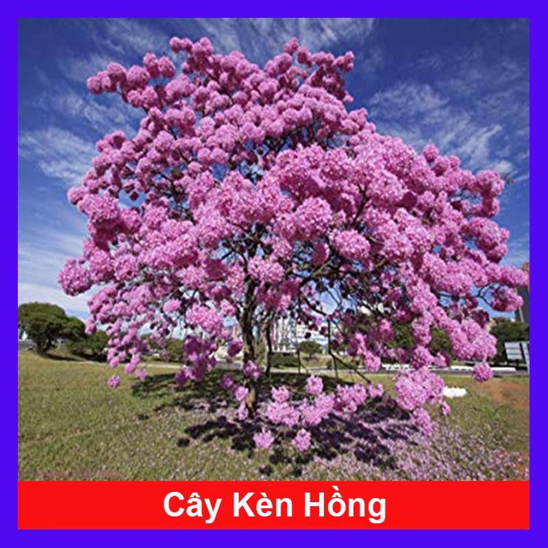 Cây Kèn Hồng - cây cảnh sân vườn + tặng phân bón cho cây mau lớn