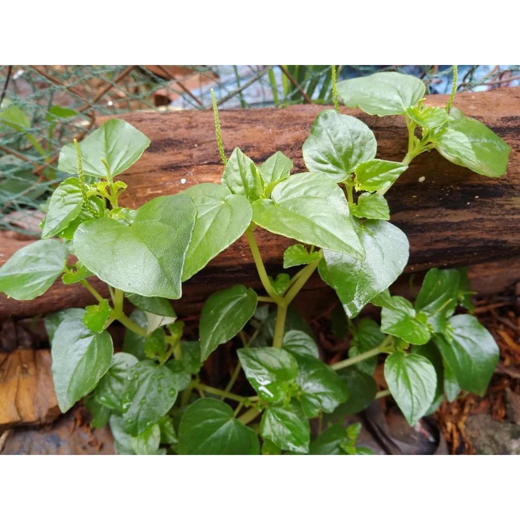 Rau càng cua - bầu cây giống