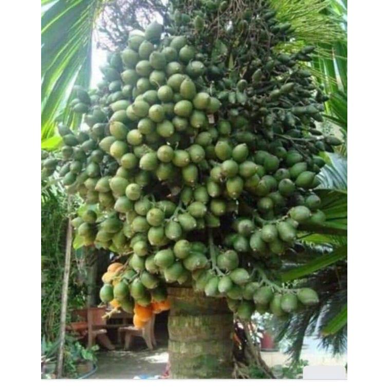 GIỐNG CAU CAU LÙN TỨ QUÝ