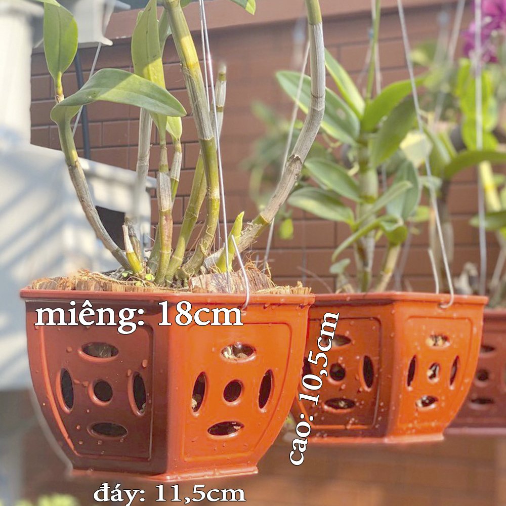 5 Chậu nhựa Đồng Tiền trồng lan cao cấp siêu bền đường kính 18x10.5x11.5cm- 77580