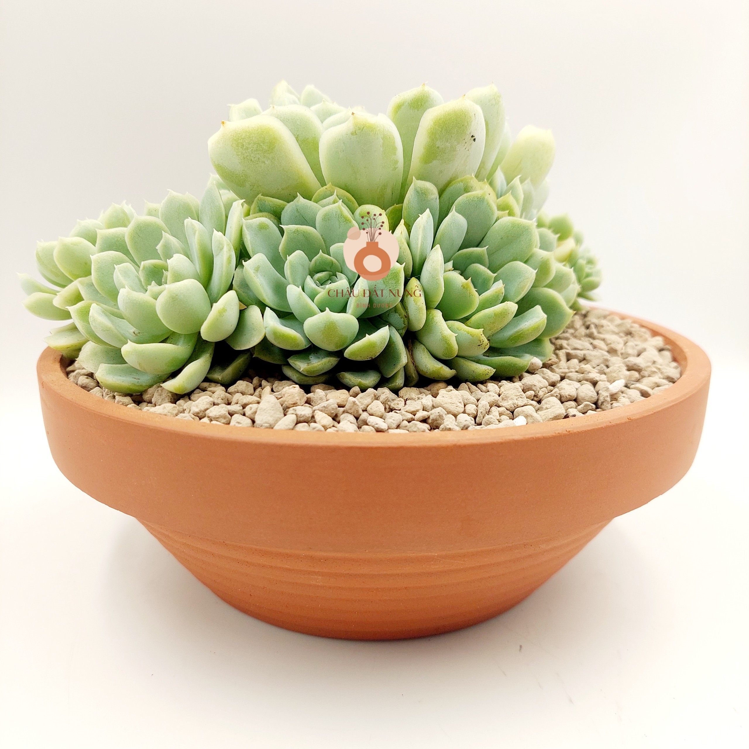 Chậu đất nung, chậu sen đá - Thau 2075, miệng chậu 20cm, chiều cao 7.5cm