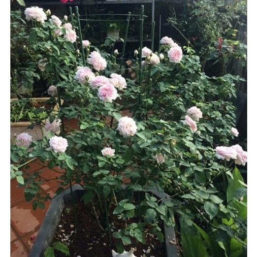 Hạt giống hoa hồng cổ vân khôi KNS3426 - Gói 10 hạt