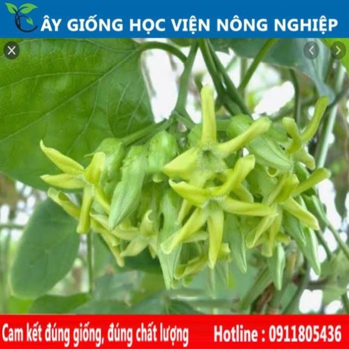 Sản phẩm Cây Ăn Trái giống cây thiên lý siêu hoa năng suất cao