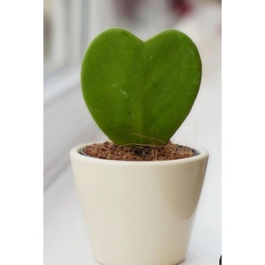 Chậu lan cẩm cù lá tim 1 lá để bàn hay làm quà