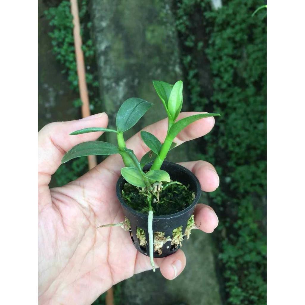 Phi điệp 5ct mắt xước hàng giống