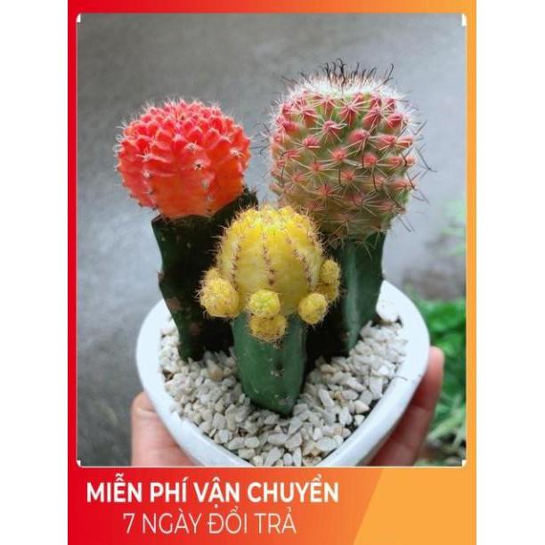 Chậu Xương Rồng Trái Tim