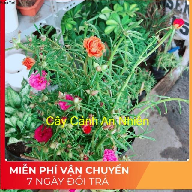 Hoa mười giờ mỹ