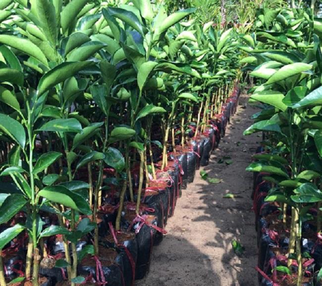 Cây cam xoàn, cây CAM XOÀN ghép, cây giống to khỏe nguyên bầu, năng suất cao, chất lượng tốt, cam kết cây giống