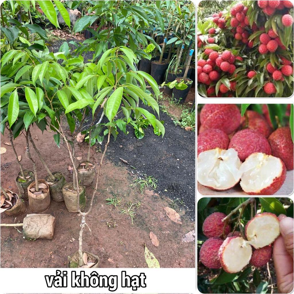 Cây giống Vải không hạt. .