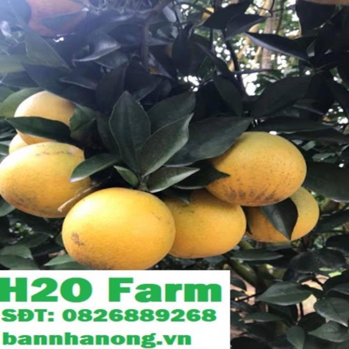 Cây cam vinh siêu quả + Tặng 01 cây dâu da đất