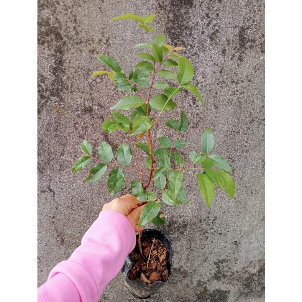 Cây giống Nho Thân Gỗ Cao 50cm