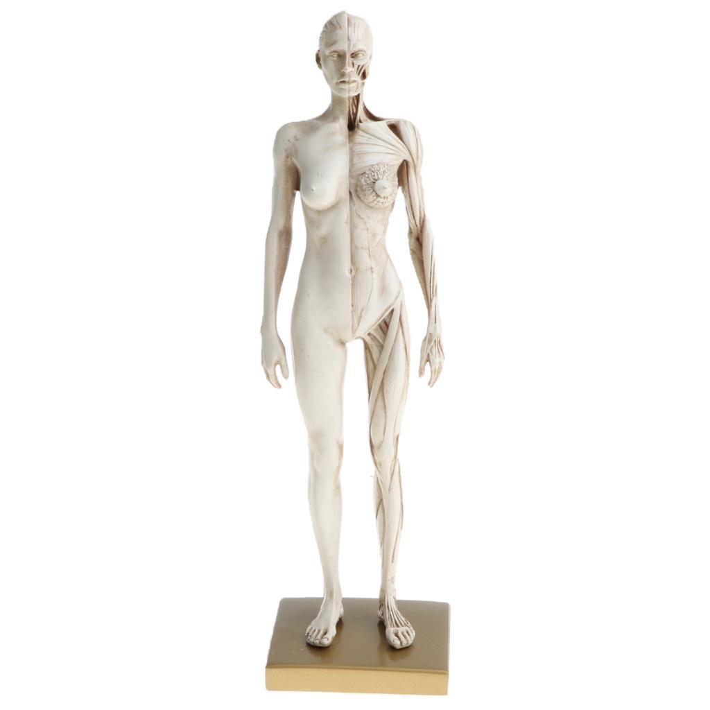 11 Inch Female & Male Anatomy Figure Model Anatomical Reference For Artists - White