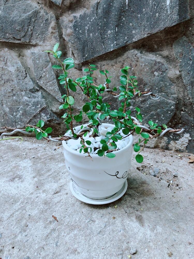 Chậu Cây Sam Núi