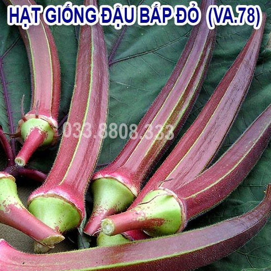 Hạt Giống Đậu Bắp Đỏ 10gram -Sai Quả Nhanh Thu Hoạch