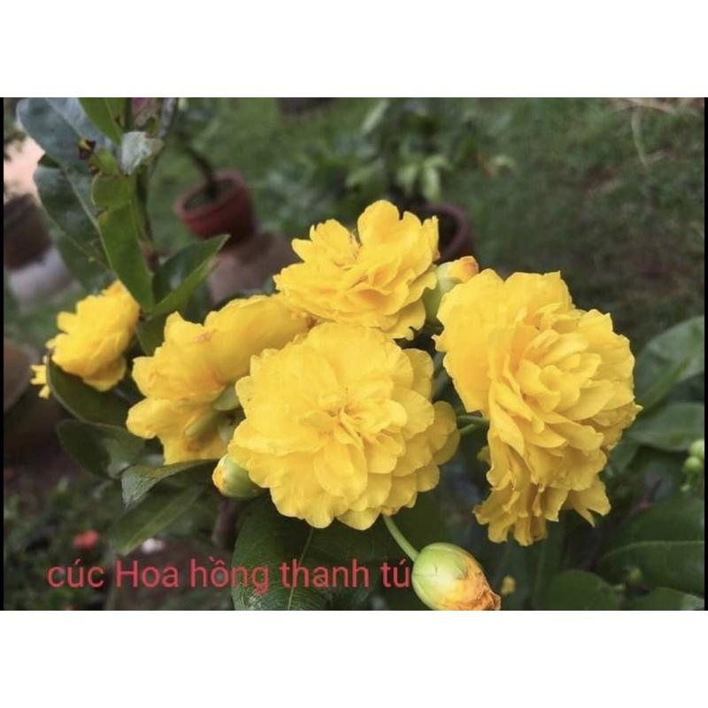 MAI CÚC HOA HỒNG THANH TÚ