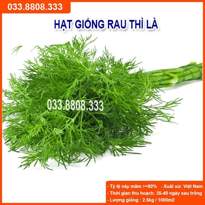 HẠT GIỐNG RAU THÌ LÀ - GIÁ TRỊ DINH DƯỠNG CAO, NĂNG SUẤT CAO NHANH THU HOẠCH