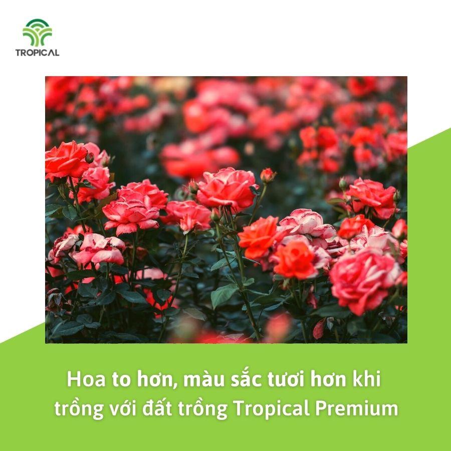 Đất trồng Hoa hồng và cây bụi cao cấp Tropical Premium - 20dm3