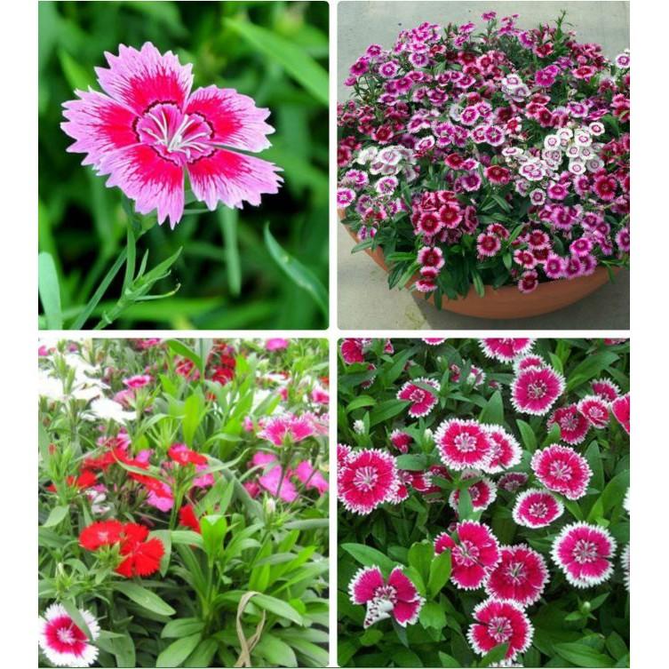 Hạt Giống Hoa Cẩm Chướng Hoa Cánh Đơn Nhiều Màu - 100hạt/gói