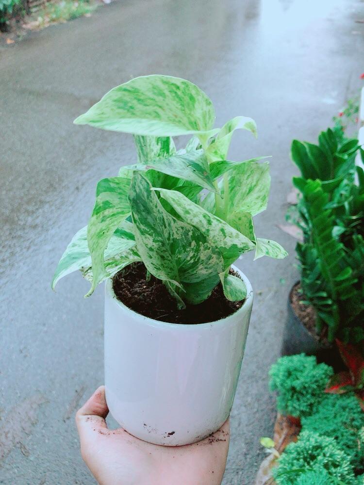 Chậu Trầu Bà Sữa