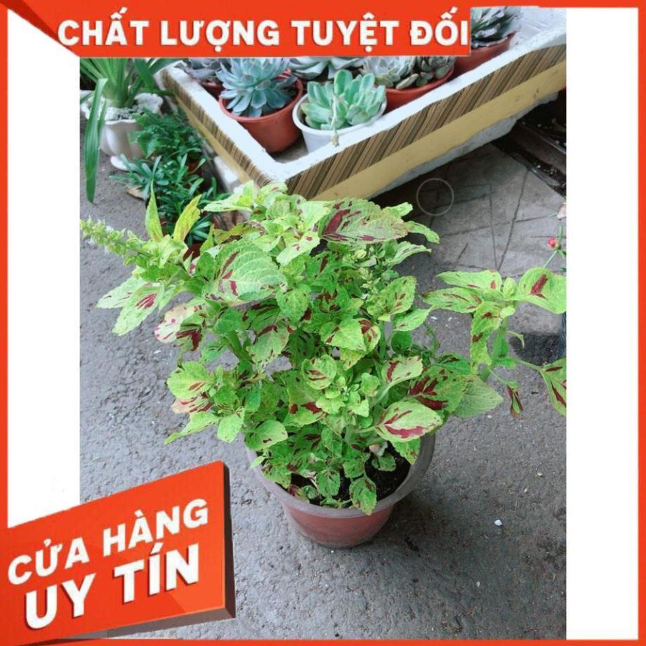 Cây Lá Gấm Vàng