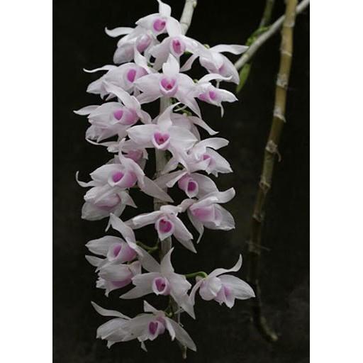 Phi điệp 5 cánh trắng 5ct HỌNG HỒNG