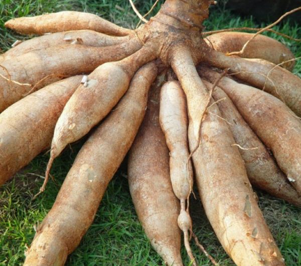 PHÂN BÓN GIÚP CỦ VÀO BỘT NHANH, TO CỦ, NẶNG KÍ, ĐỀU CỦ - DÙNG CHO KHOAI LANG, KHOAI MÌ, KHOAI MÔN. CÀ RỐT, CỦ CẢI, SẴN, ĐẬU PHỘNG,...