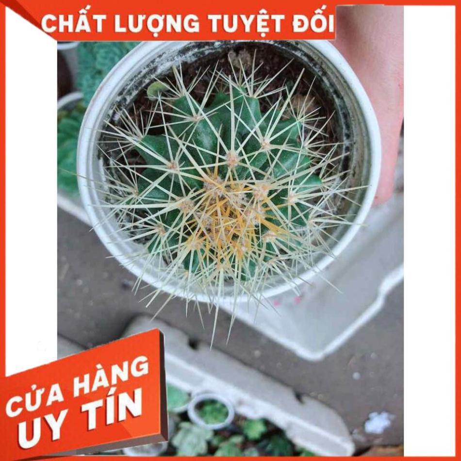 Xương rồng kim hổ  Nhiều Người Mua