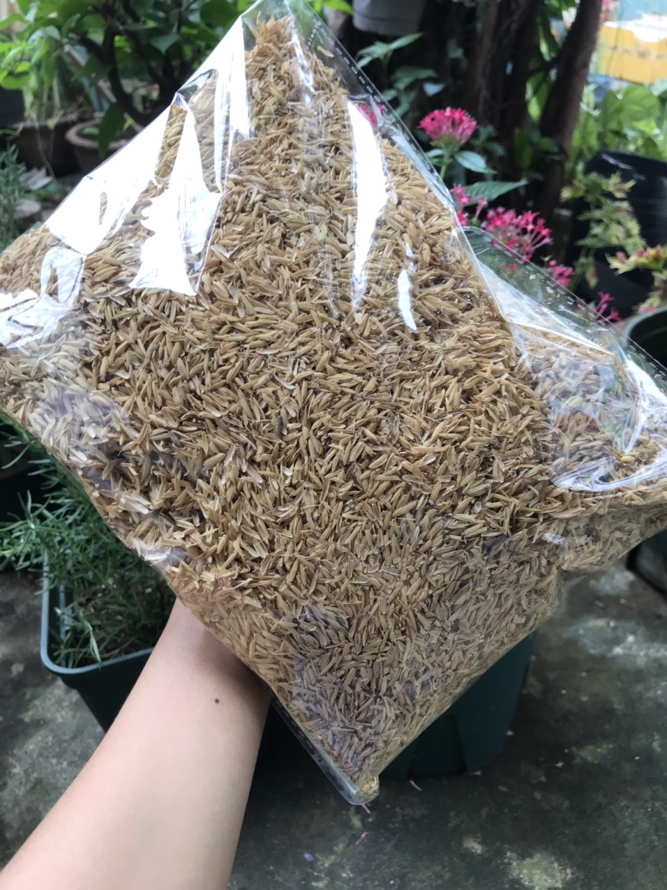 Trấu sống - Giá thể trấu sống trồng cây