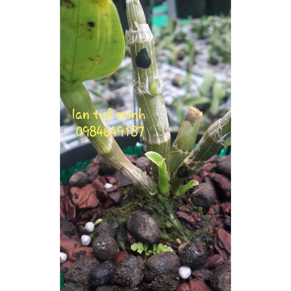 Vỏ thông trồng Lan - Đã qua xử lý