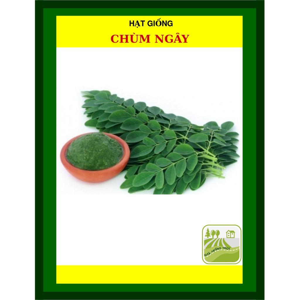 Hạt Giống Chùm Ngây Rạng Đông Gói 2 Gram
