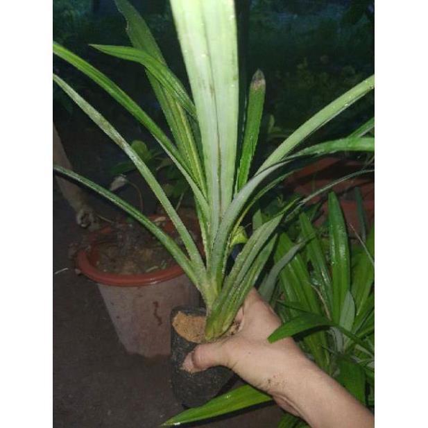 Cây giống lá cơm nếp