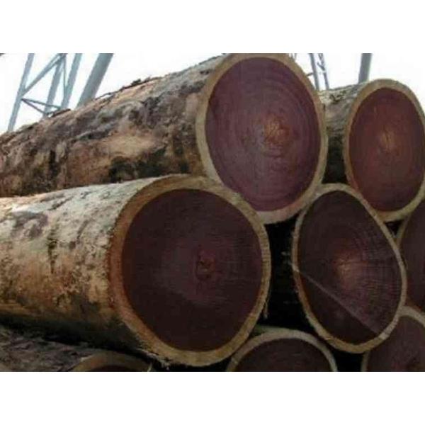 1 KG HẠT GIỐNG SAO ĐEN. .