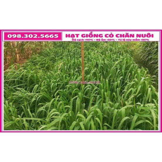1kg Hạt giống cỏ yến mạch trong chăn nuôi - cỏ chịu lạnh , chịu sương muối