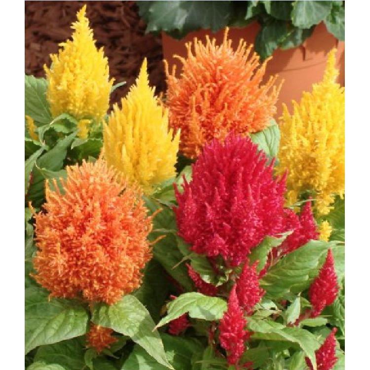 Hạt giống hoa mào gà lửa nhiều màu - 100 hạt/gói