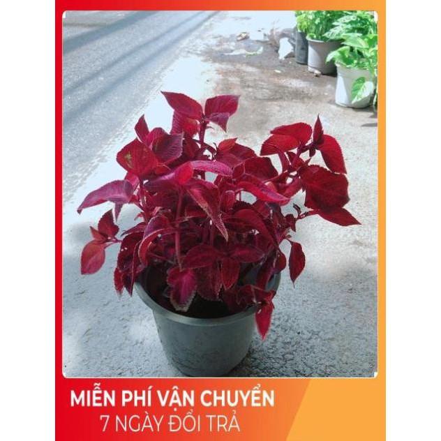 Cây Lá Gấm Đỏ