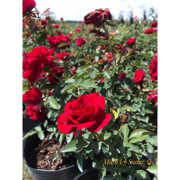 Hoa Hồng Siêu Nụ- bầu to cây lớn trưởng thành