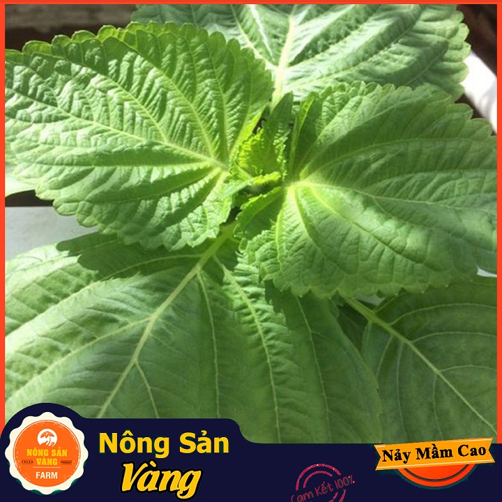 Hạt giống Rau Thơm Mè Hàn Quốc - Nông Sản Vàng