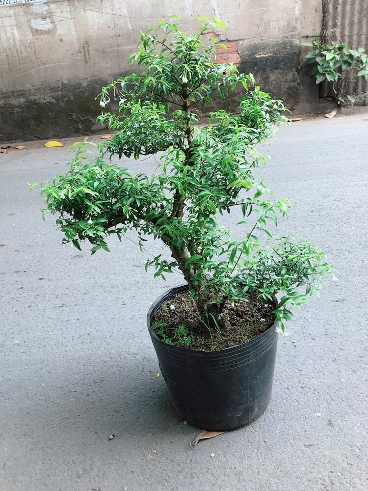 Mai Chiếu Thuỷ Size Đại