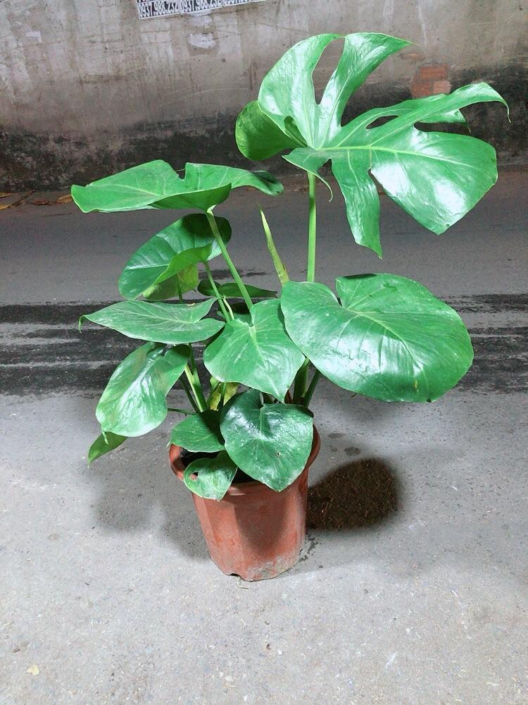 Cây Trầu Bà Lá Rách