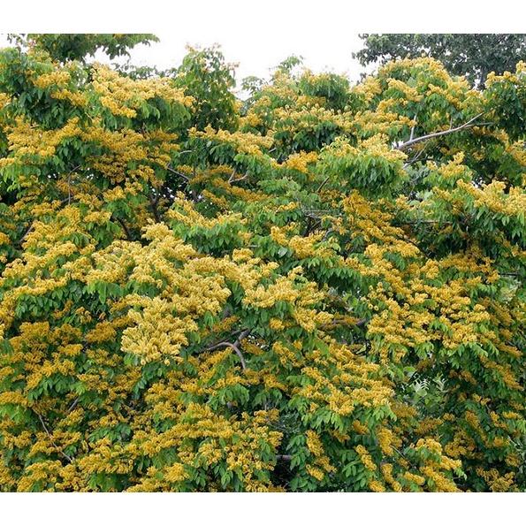 Hạt Giống Cây Giáng Hương KNS3722 - Gói 5 hạt