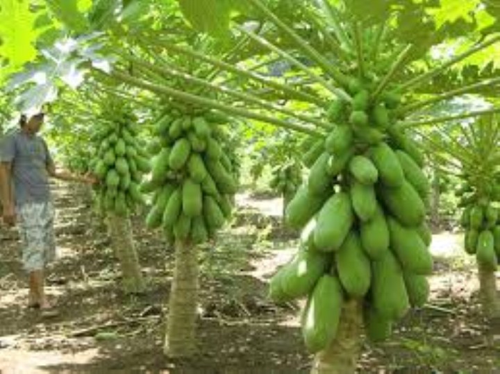 Gói 8 hạt đủ đủ lùn siêu quả