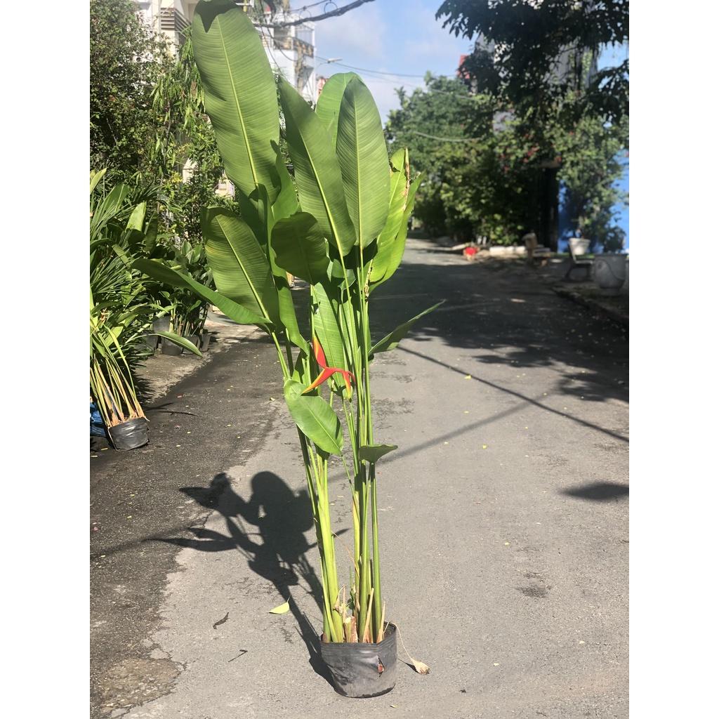 Chậu cây chuối rẻ quạt cao 150 cm chỉ giao tại TP.HCM