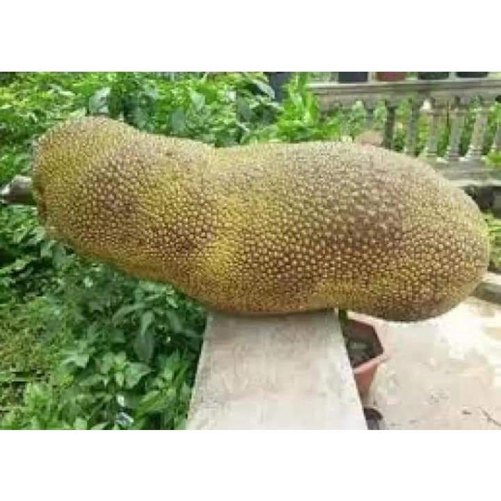 Cây Giống Mít Trái Dài