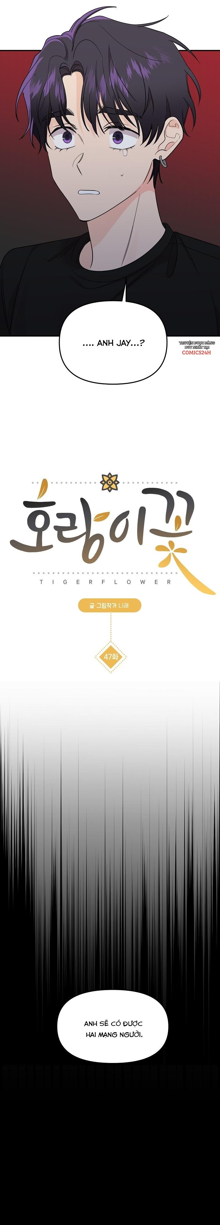 hoa ly hổ chapter 47 12