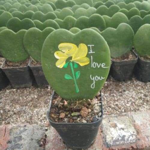 Chậu lan cẩm cù lá tim 1 lá để bàn hay làm quà