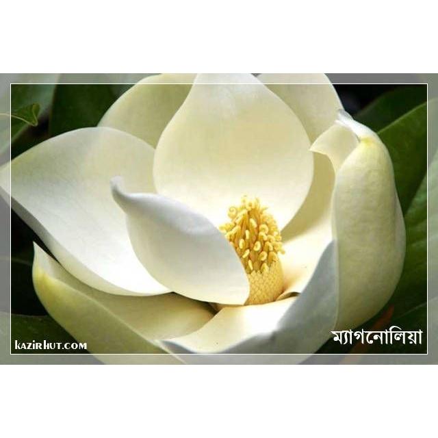 Cây sen đất - cây giống nhỏ